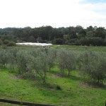 olivetrees04